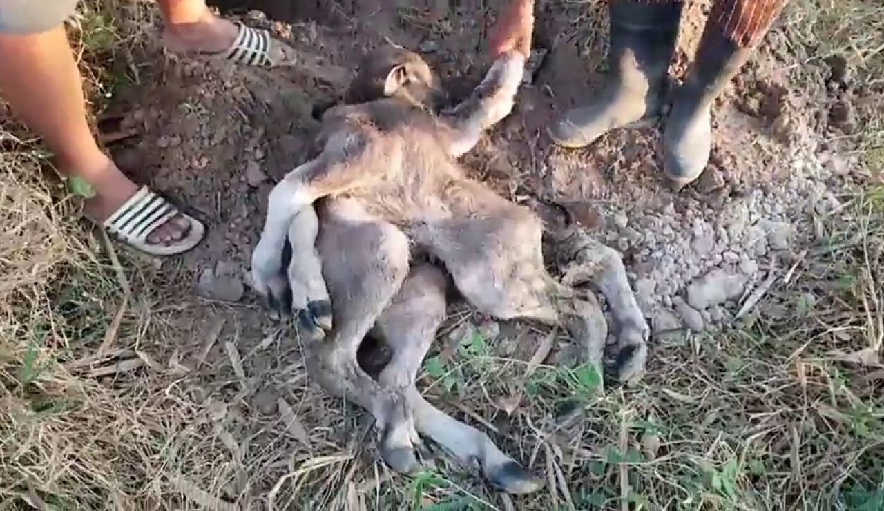 Una vaca da a luz a un extraño ternero pulpo en Tailandia