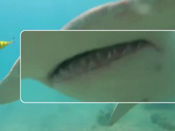 El espeluznante momento en que un tiburón martillo se lanza contra un buceador en Australia 
