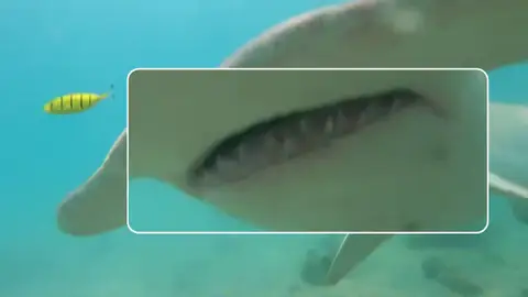 El espeluznante momento en que un tiburón martillo se lanza contra un buceador en Australia El espeluznante momento en que un tiburón martillo se lanza contra un buceador en Australia
