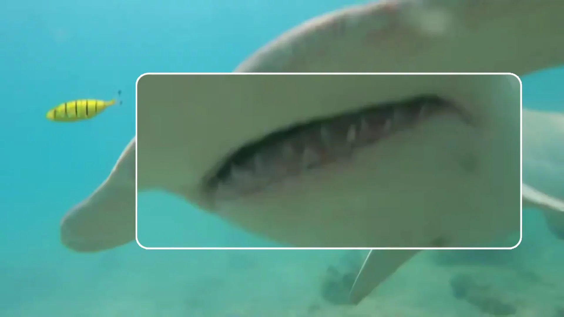 El espeluznante momento en que un tiburón martillo se lanza contra un buceador en Australia El espeluznante momento en que un tiburón martillo se lanza contra un buceador en Australia
