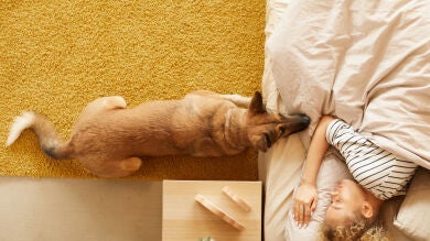 ¿Es peligroso dormir con las mascotas en la cama?