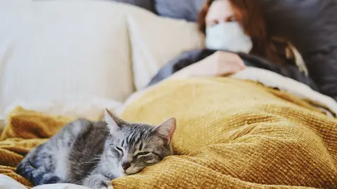 Gato en la cama Gato en la cama
