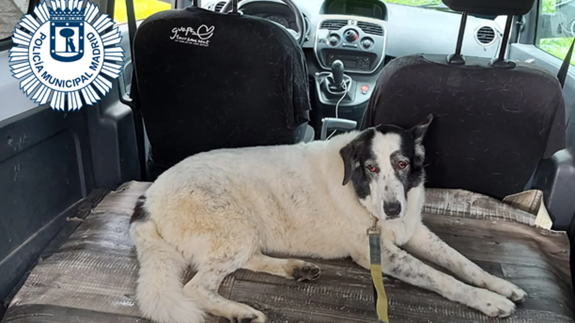 Perra encontrada en la M-30 Perra encontrada en la M-30
