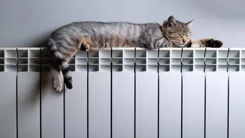 Gato feliz Gato feliz