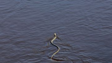 Serpiente
