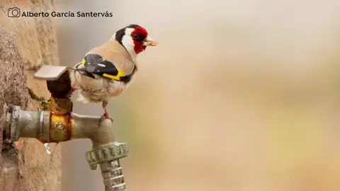 Calendario Seo/Bird life Calendario Seo/Bird life