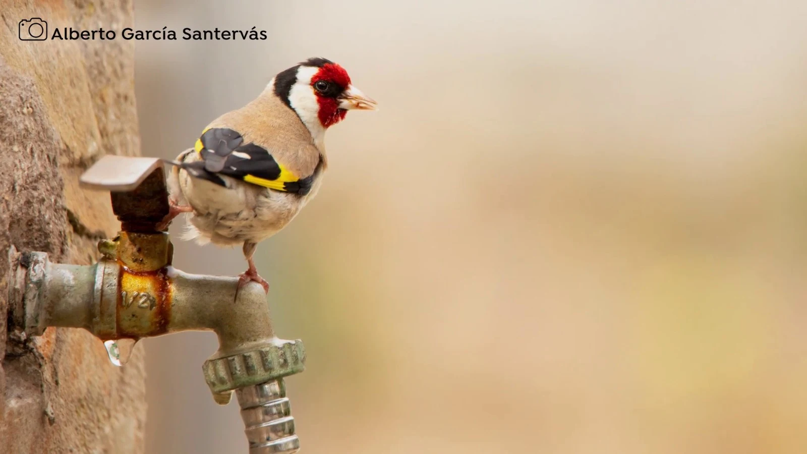 Calendario Seo/Bird life