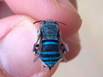 Las asombrosas abejas azules que solo existen en Australia