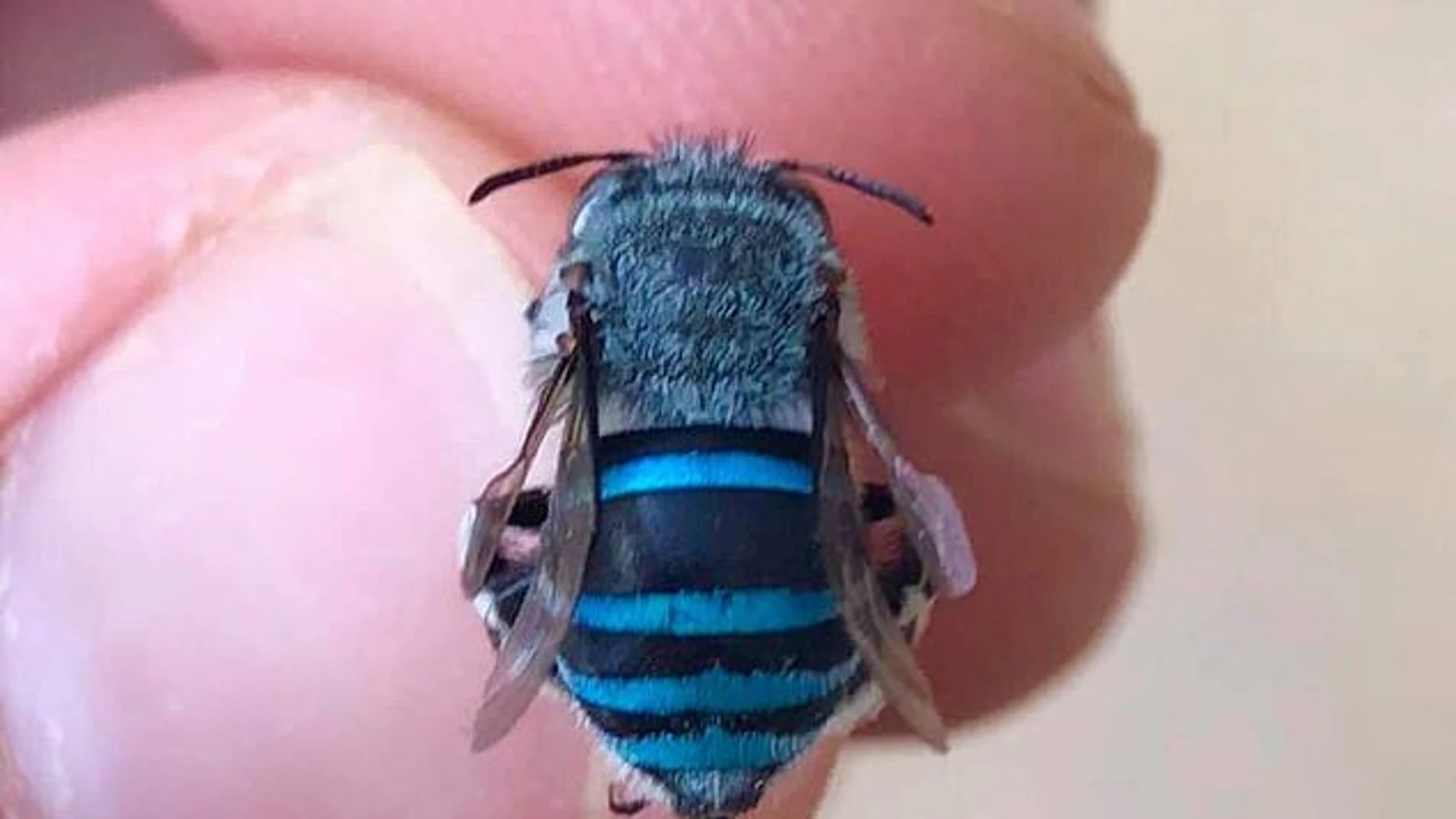 Las asombrosas abejas azules que solo existen en Australia Las asombrosas abejas azules que solo existen en Australia