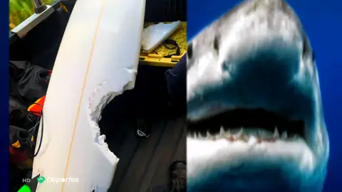 Muere un surfista por el terrible ataque de un tiburón y suspenden la World Surf League de Hawái Muere un surfista por el terrible ataque de un tiburón y suspenden la World Surf League de Hawái