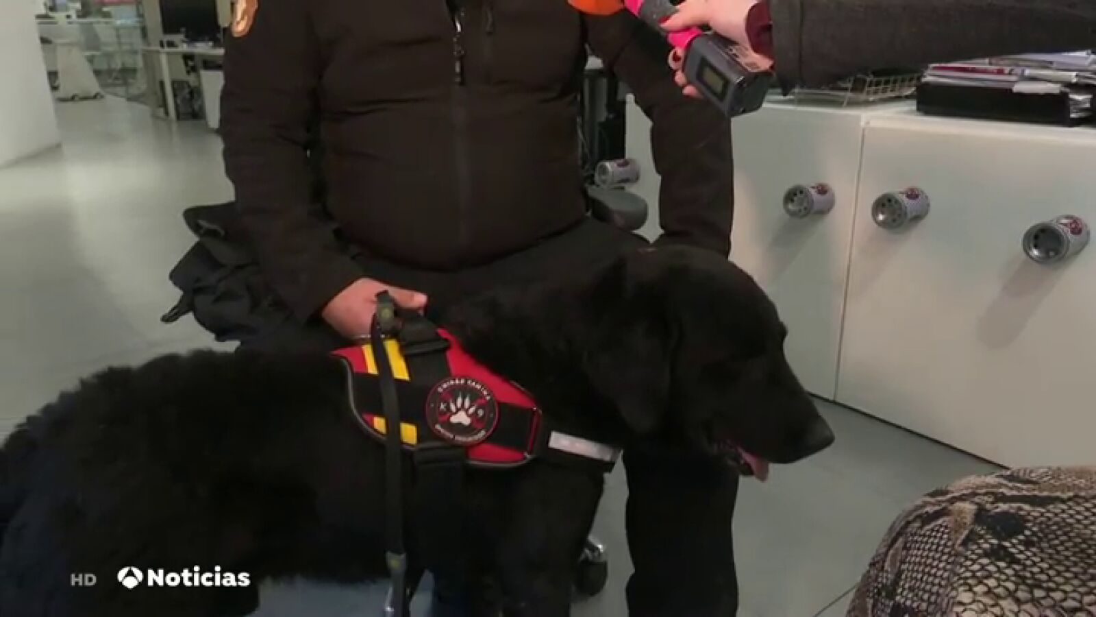 Perros expertos en detectar el coronavirus, pueden analizar hasta 50 muestras en medio minuto