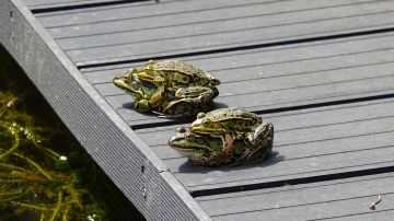 Ranas (archivo)
