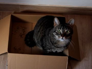 Los gatos y las cajas de cartón