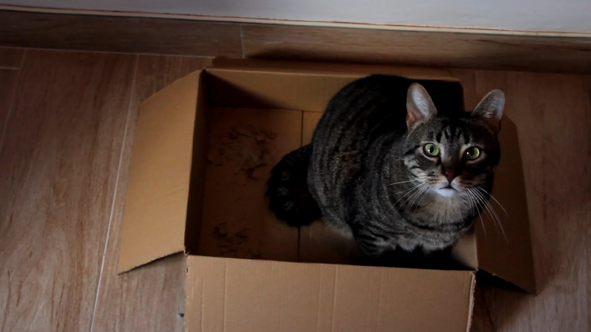 Los gatos y las cajas de cartón Los gatos y las cajas de cartón