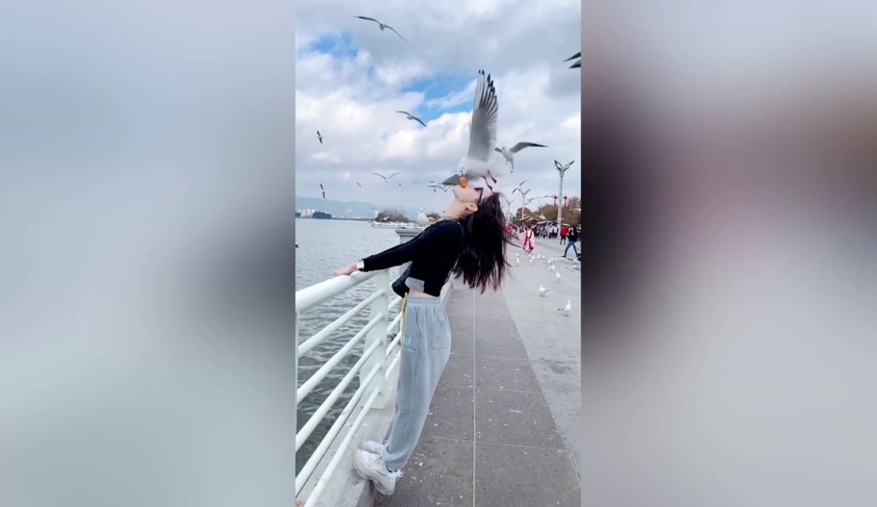 Turistas chinos dejan que gaviotas coman pan de su boca en el vídeo más raro que verás en mucho tiempo