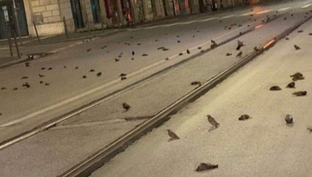 Pájaros muertos en Italia por la pirotecnia el día de Nochevieja
