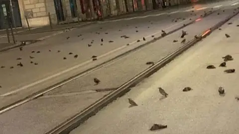 Pájaros muertos en Italia por la pirotecnia el día de Nochevieja Pájaros muertos en Italia por la pirotecnia el día de Nochevieja