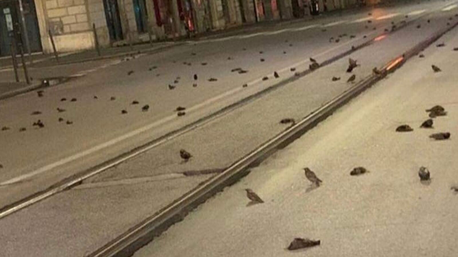 Roma amanece con cientos de pájaros muertos en sus calles tras los fuegos artificiales de Nochevieja 