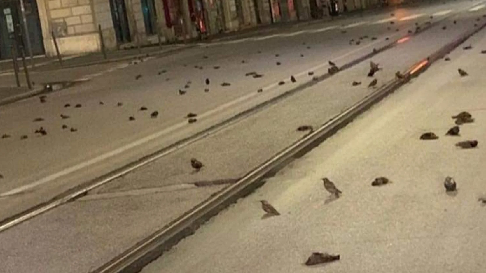Pájaros muertos en Italia por la pirotecnia el día de Nochevieja Pájaros muertos en Italia por la pirotecnia el día de Nochevieja