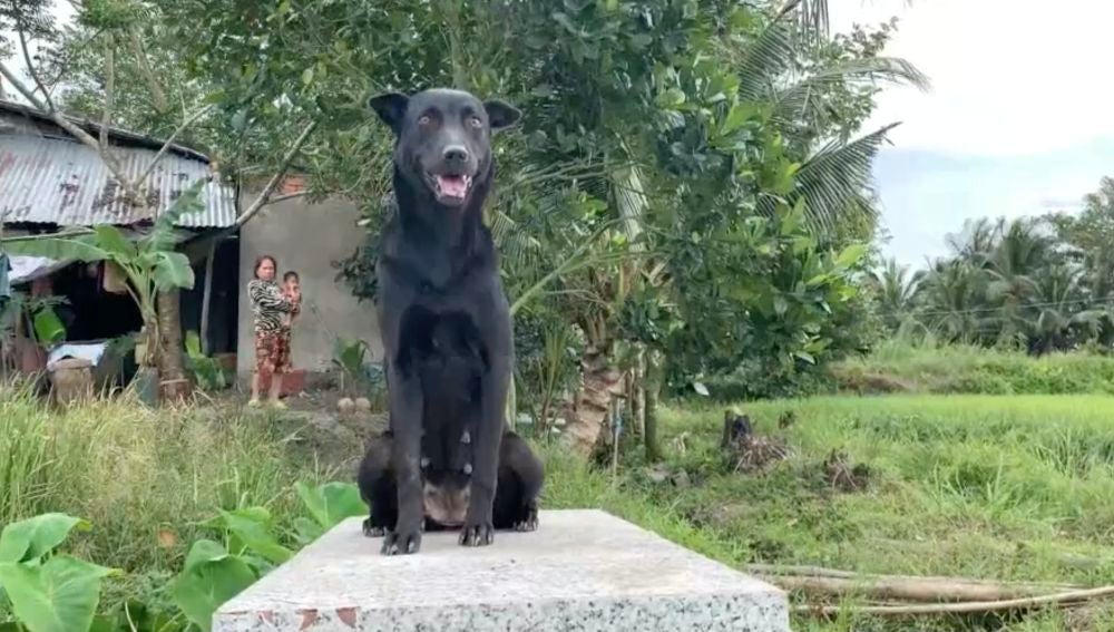 Mino, la perra que no se separa de la tumba de un niño de dos años ahogado en Vietnam