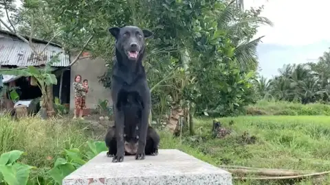 Mino, la perra que no se separa de la tumba de un niño de dos años ahogado en Vietnam Vietnam