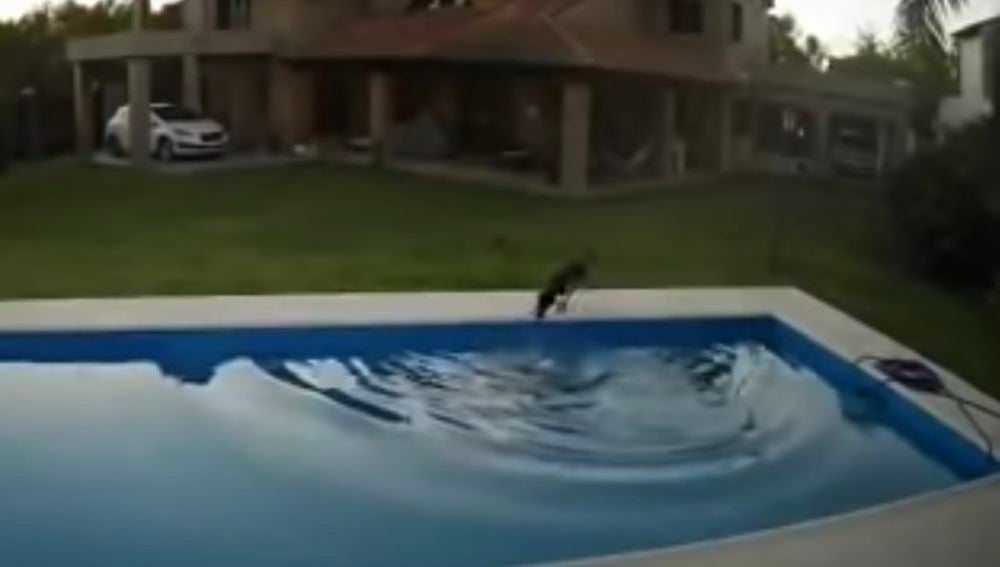 Una perra rescata a su compañera ciega de la piscina