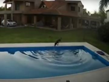 Una perra rescata a su compañera ciega de la piscina