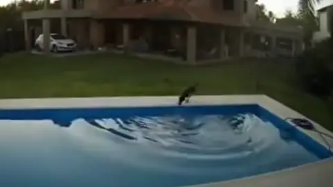 Una perra rescata a su compañera ciega de la piscina Argentina