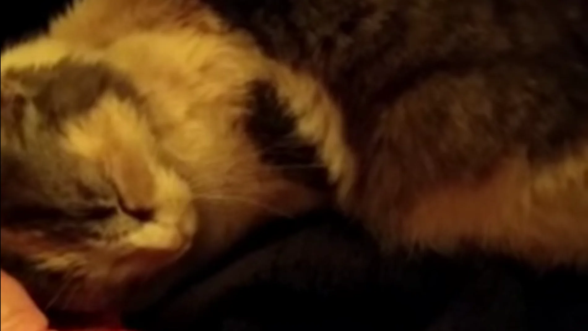Adoptan a la gata que fue lanzada por un barranco al ritmo de 'Gato volador' Adoptan a la gata que fue lanzada por un barranco al ritmo de 'Gato volador'