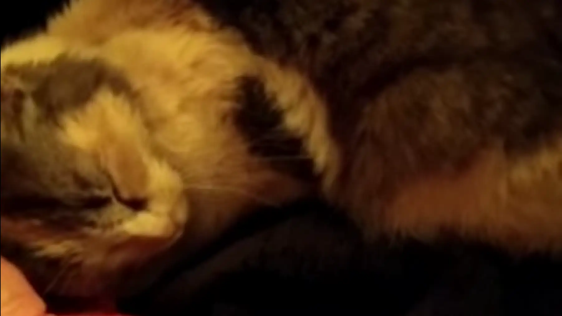 Adoptan a la gata que fue lanzada por un barranco al ritmo de 'Gato volador' Granada