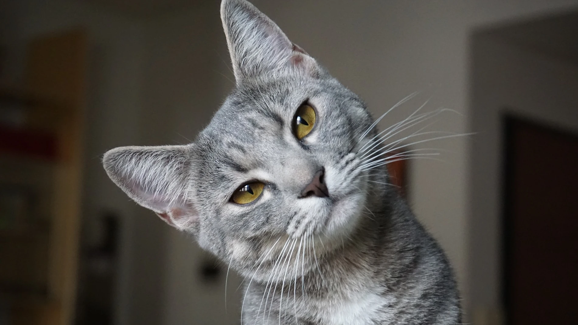 Una mujer enseña a "hablar" a su gato y éste se queja de la música Una mujer enseña a "hablar" a su gato y éste se queja de la música