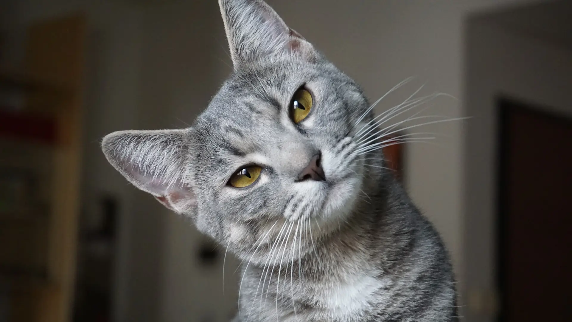 Una mujer enseña a "hablar" a su gato y éste se queja de la música Una mujer enseña a "hablar" a su gato y éste se queja de la música