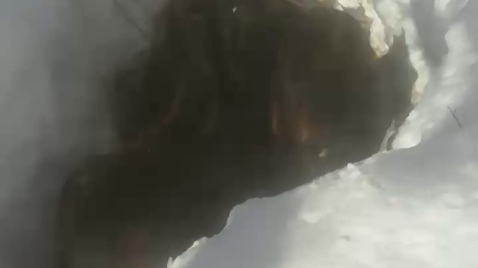 Así es el rescate de los caballos perdidos en mitad del temporal de nieve