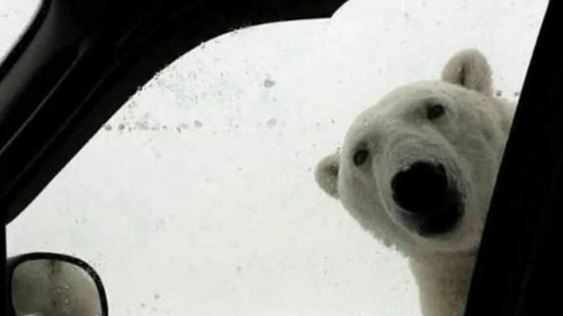 Los mejores memes del temporal de frío y nieve de Filomena en toda España Los mejores memes del temporal de frío y nieve de Filomena en toda España