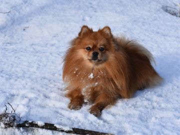 Perro en la nieve