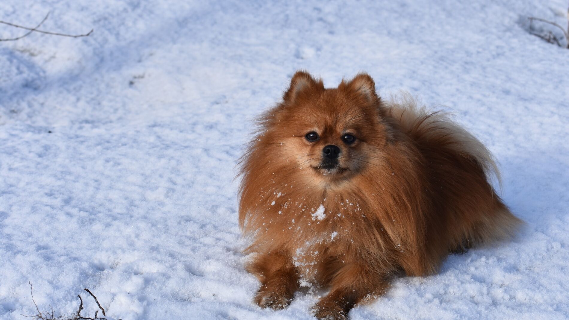 Perro en la nieve