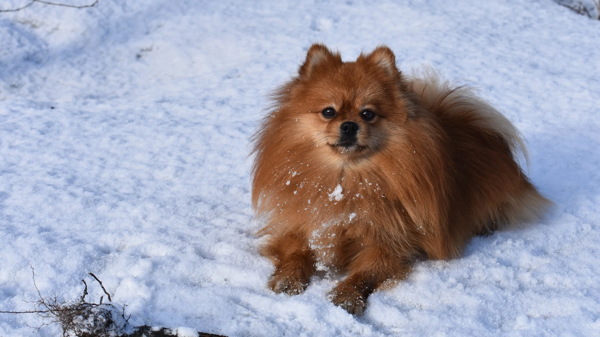 Perro en la nieve Perro en la nieve