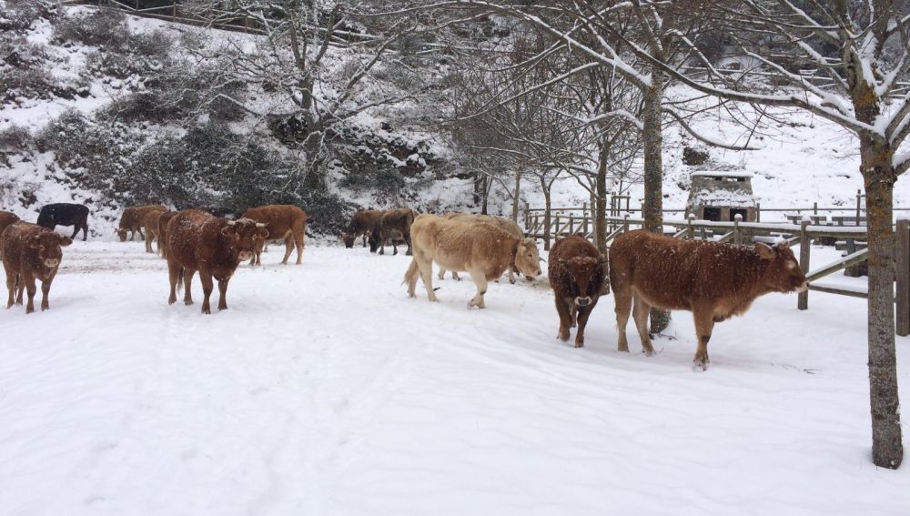 Vacas nieve en La Rioja