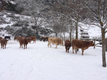 Vacas nieve en La Rioja