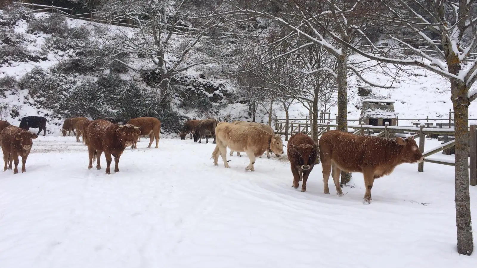 Vacas nieve en La Rioja La Rioja