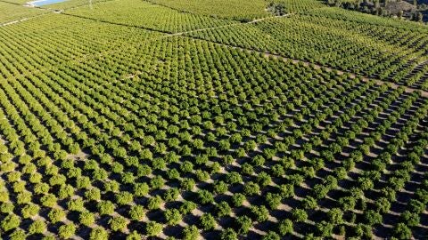 El bosque del limón europeo: ejemplo de sostenibilidad para el medioambiente 