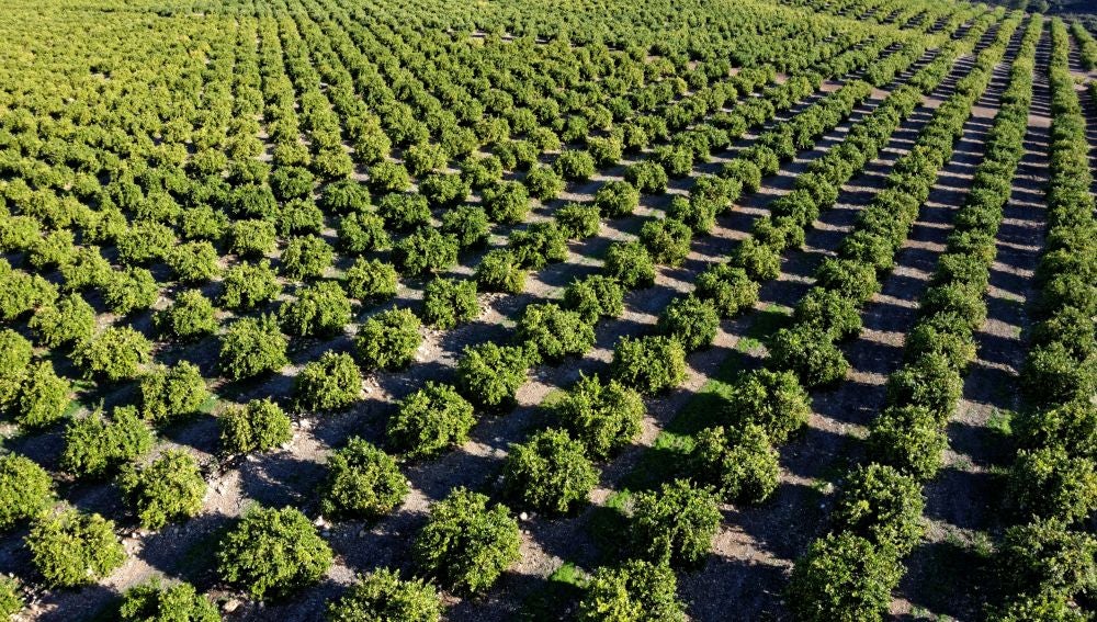 El bosque del limón europeo: ejemplo de sostenibilidad para el medioambiente