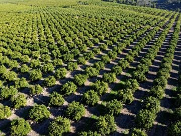 El bosque del limón europeo: ejemplo de sostenibilidad para el medioambiente 
