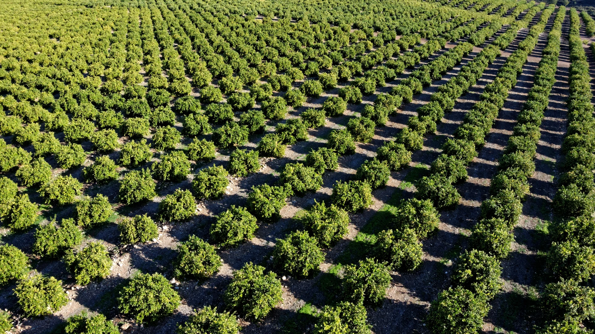 El bosque del limón europeo: ejemplo de sostenibilidad para el medioambiente 