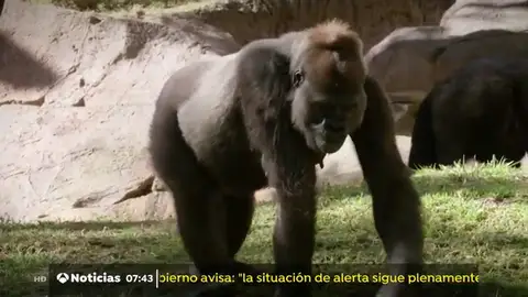 GORILAS GORILAS