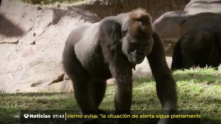GORILAS GORILAS