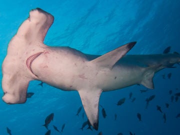 Tiburón martillo común