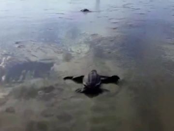 Aparecen las primeras tortugas laúd en Ecuador por primera vez en 40 años 