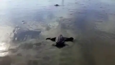 Aparecen las primeras tortugas laúd en Ecuador por primera vez en 40 años Aparecen las primeras tortugas laúd en Ecuador por primera vez en 40 años