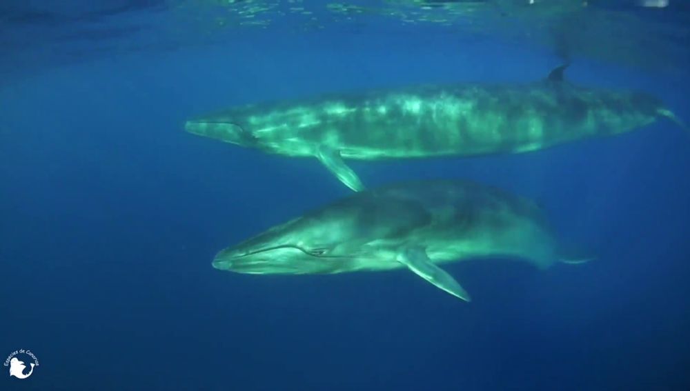 Las ballenas ya tienen su propio santuario en Tenerife, una franja marina de 22 kilómetros entre Teno y Las Galletas